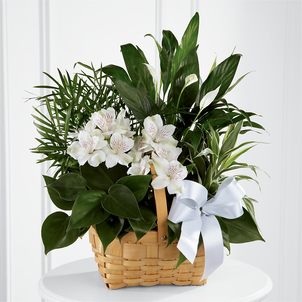 Peace & Serenity Dishgarden – MC MAHON'S HOUSE OF FLOWERS INC, Kingston ON