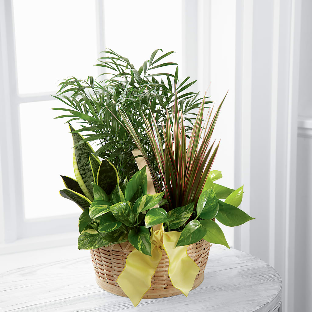French Garden – MC MAHON'S HOUSE OF FLOWERS INC, Kingston ON