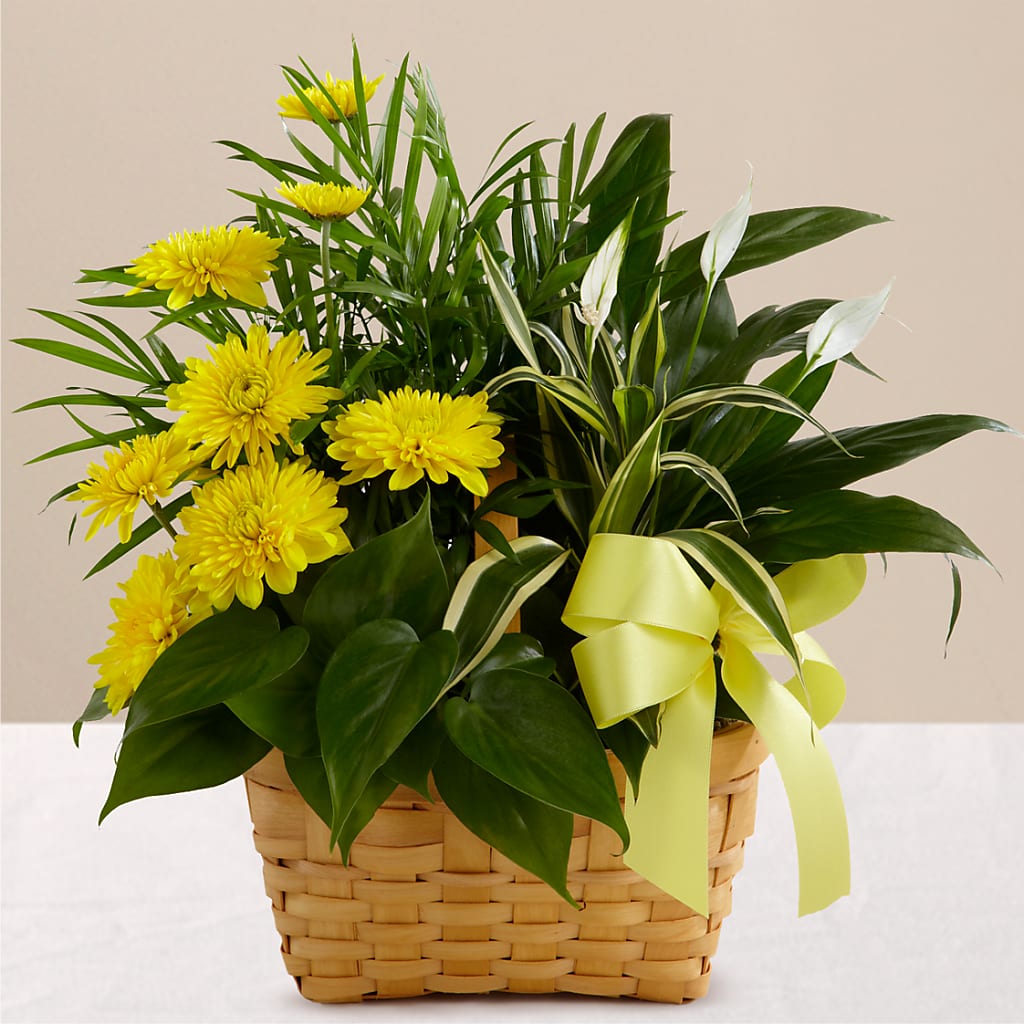 Loving Light Dishgarden – MC MAHON'S HOUSE OF FLOWERS INC, Kingston ON