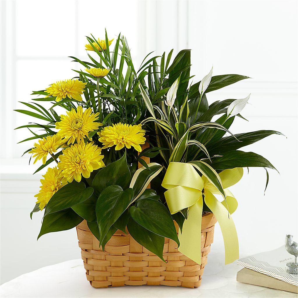 Loving Light Dishgarden – MC MAHON'S HOUSE OF FLOWERS INC, Kingston ON