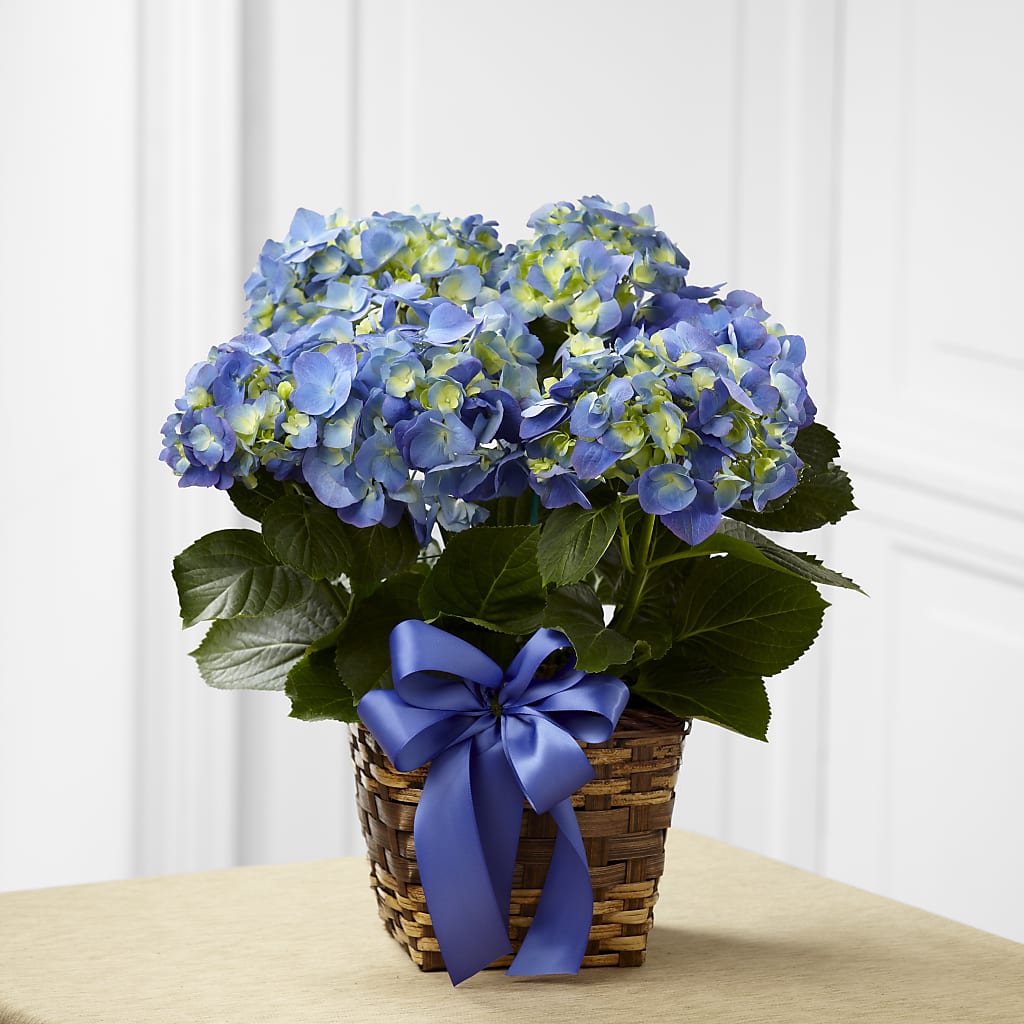 Blue Hydrangea Planter – MC MAHON'S HOUSE OF FLOWERS INC, Kingston ON