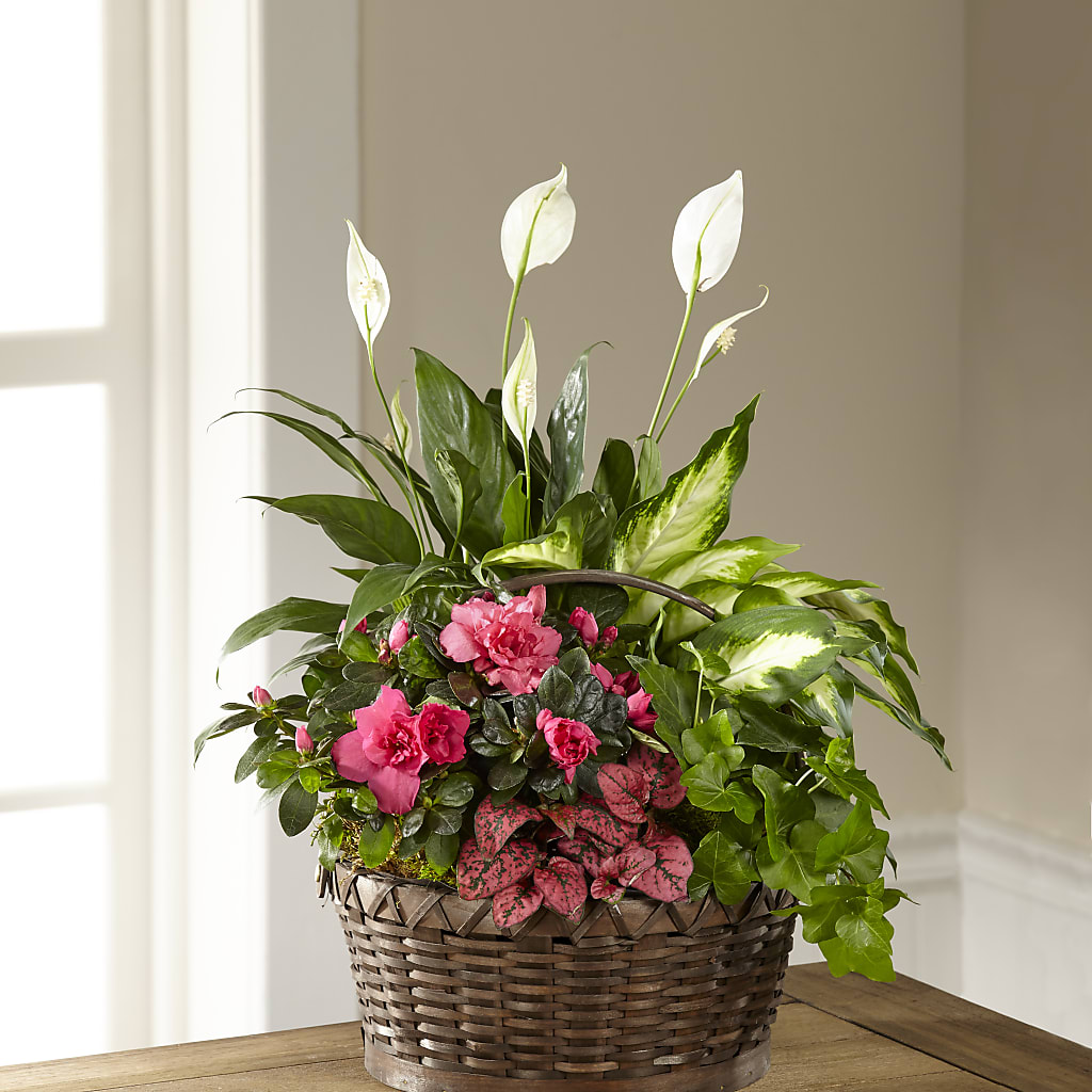 Dream in Pink Dishgarden – MC MAHON'S HOUSE OF FLOWERS INC, Kingston ON