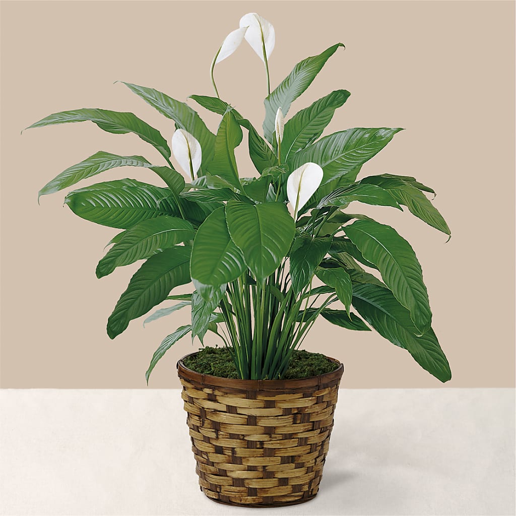 Tranquil Moments Peace Lily Plant – MC MAHON'S HOUSE OF FLOWERS INC, Kingston ON