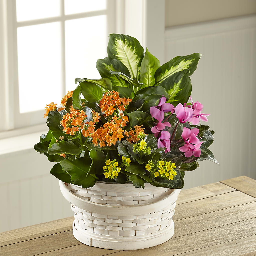 Color Crush Dishgarden – MC MAHON'S HOUSE OF FLOWERS INC, Kingston ON