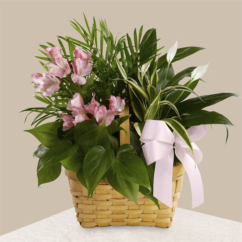 Living Spirit Dishgarden – MC MAHON'S HOUSE OF FLOWERS INC, Kingston ON
