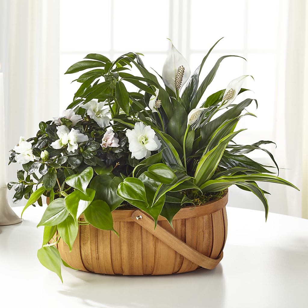 Serene Dishgarden – MC MAHON'S HOUSE OF FLOWERS INC, Kingston ON