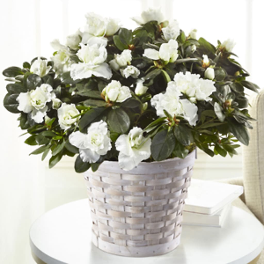White Azalea Plant – MC MAHON'S HOUSE OF FLOWERS INC, Kingston ON