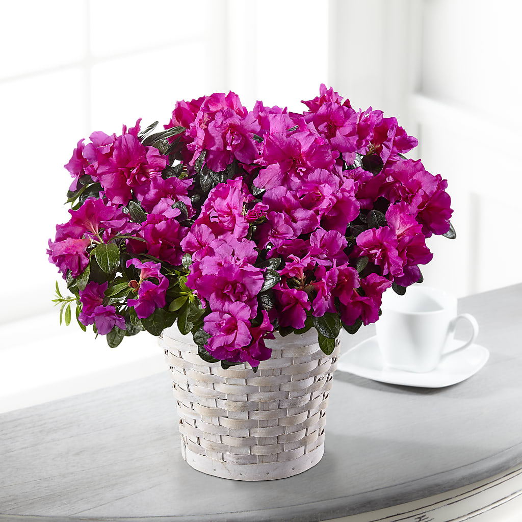 Hope & Serenity Azalea Plant – MC MAHON'S HOUSE OF FLOWERS INC, Kingston ON