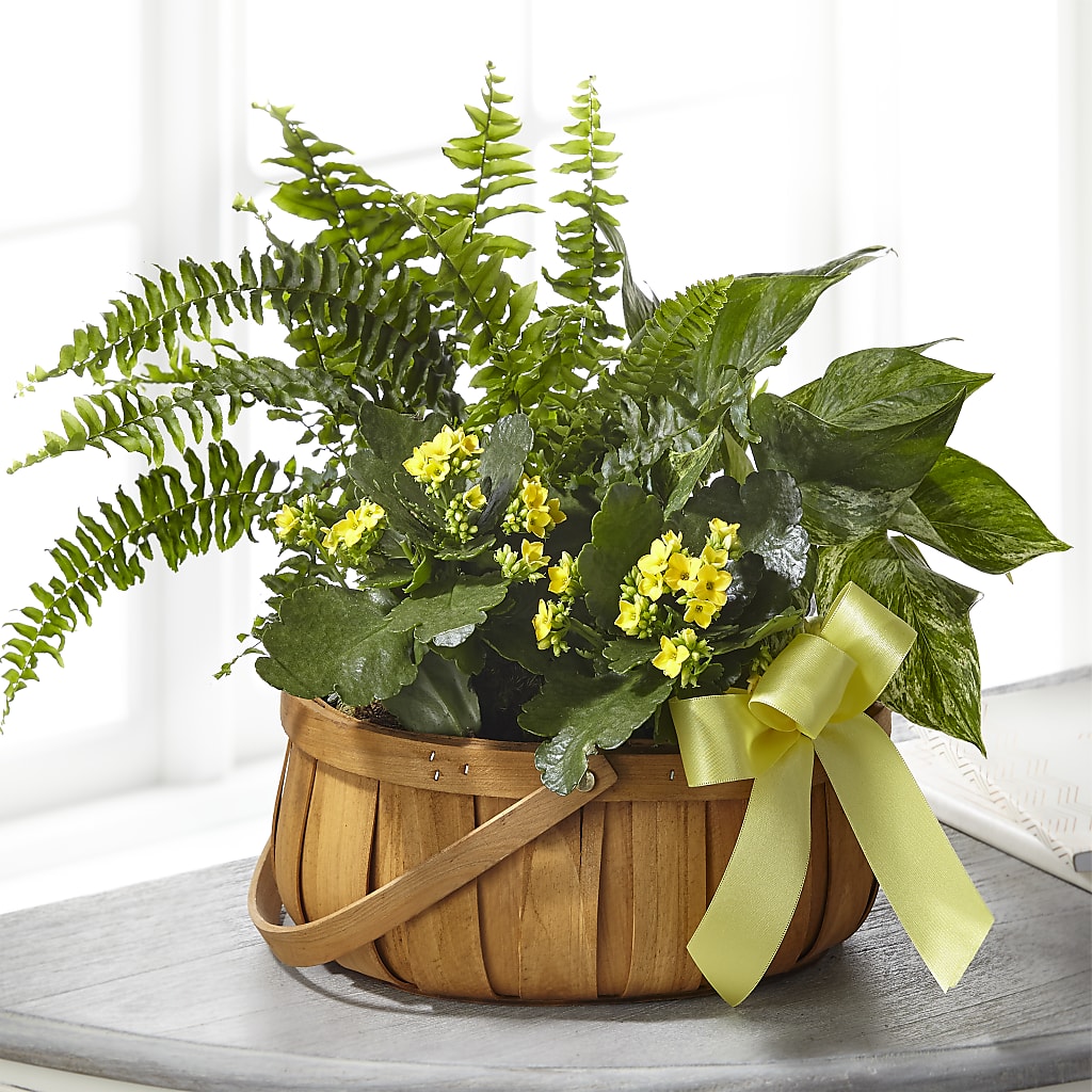 Always Dear Dishgarden – MC MAHON'S HOUSE OF FLOWERS INC, Kingston ON