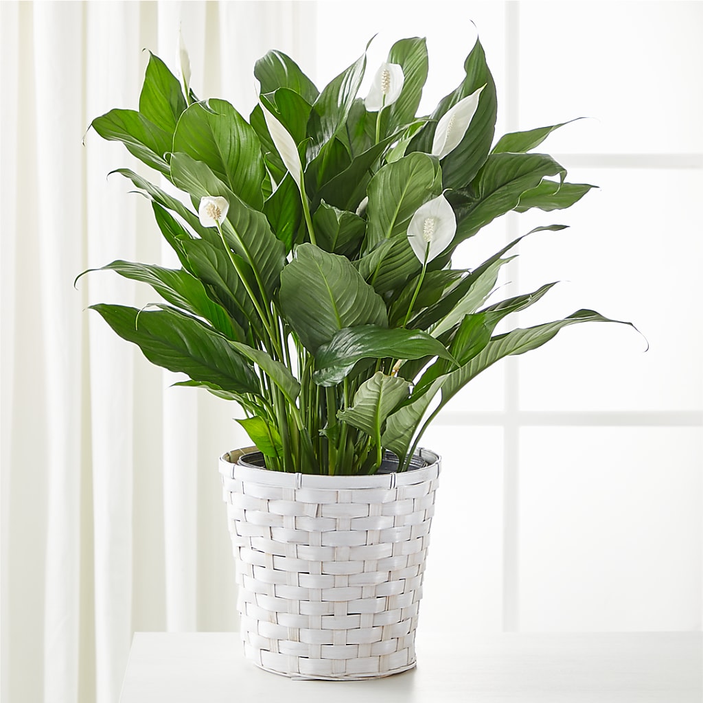 A New Leaf Peace Lily – MC MAHON'S HOUSE OF FLOWERS INC, Kingston ON