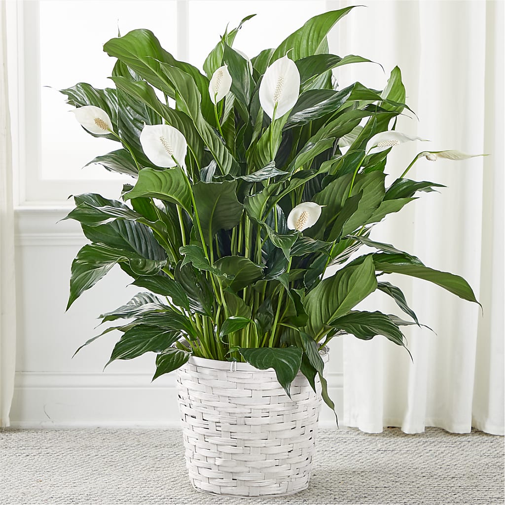 A New Leaf Peace Lily – MC MAHON'S HOUSE OF FLOWERS INC, Kingston ON