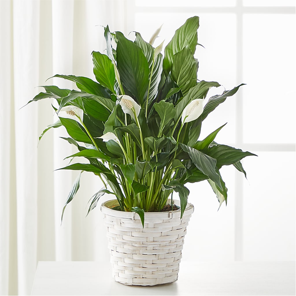 A New Leaf Peace Lily – MC MAHON'S HOUSE OF FLOWERS INC, Kingston ON