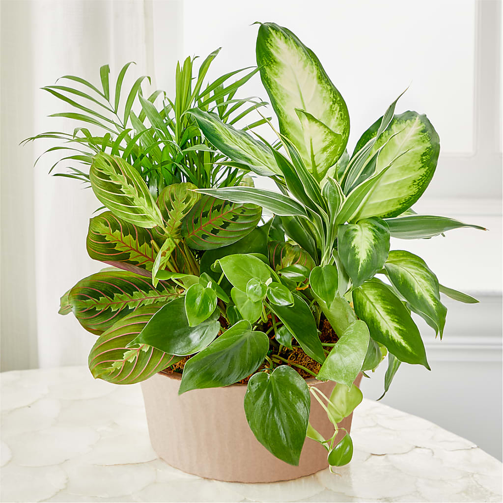 Balance & Harmony Dishgarden – MC MAHON'S HOUSE OF FLOWERS INC, Kingston ON