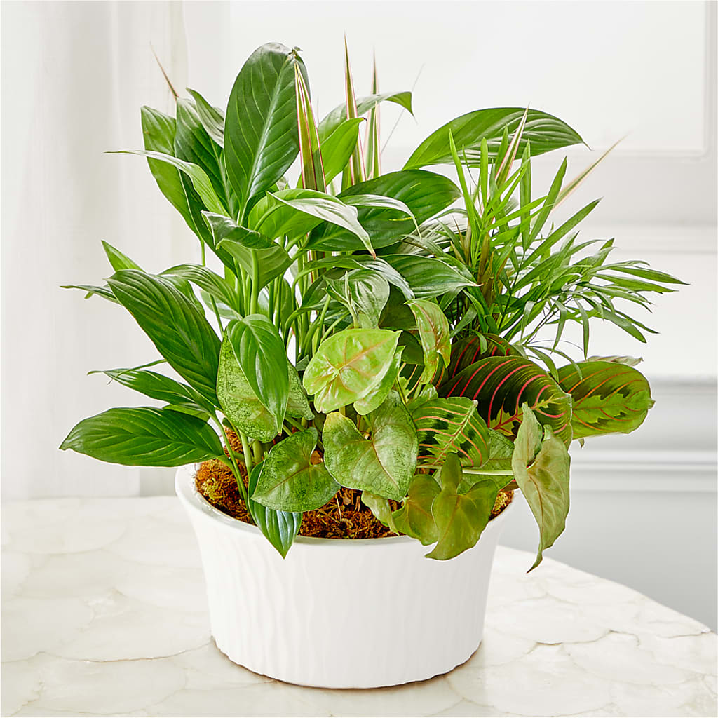 Balance & Harmony Dishgarden – MC MAHON'S HOUSE OF FLOWERS INC, Kingston ON