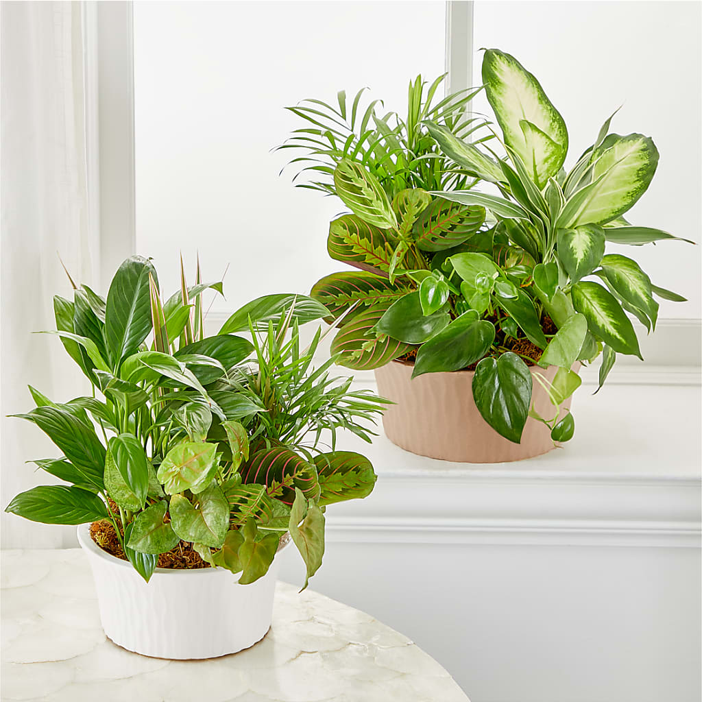 Balance & Harmony Dishgarden – MC MAHON'S HOUSE OF FLOWERS INC, Kingston ON