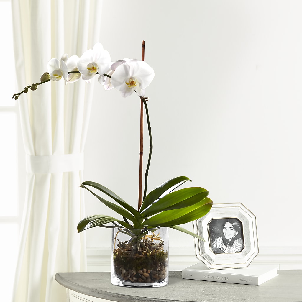 White Orchid Planter – MC MAHON'S HOUSE OF FLOWERS INC, Kingston ON