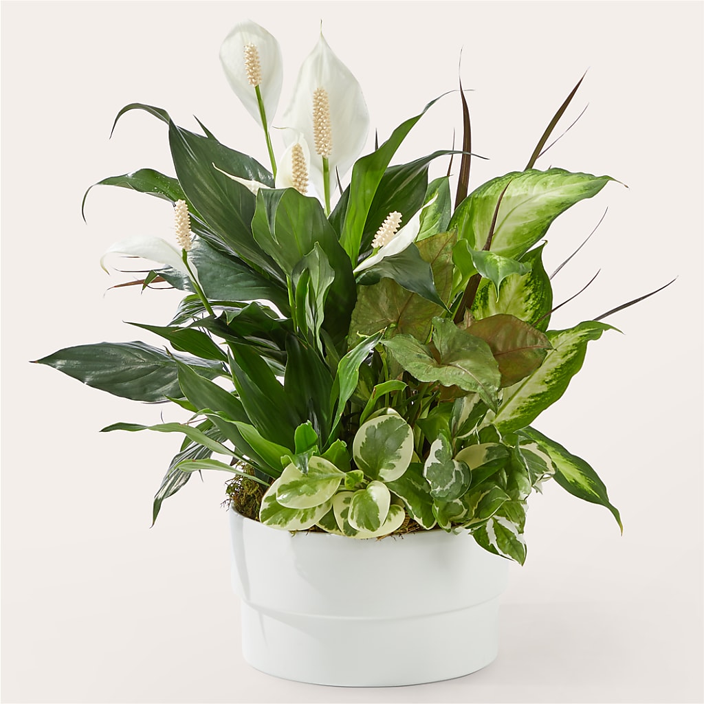 Radiating Positivity Dishgarden – MC MAHON'S HOUSE OF FLOWERS INC, Kingston ON