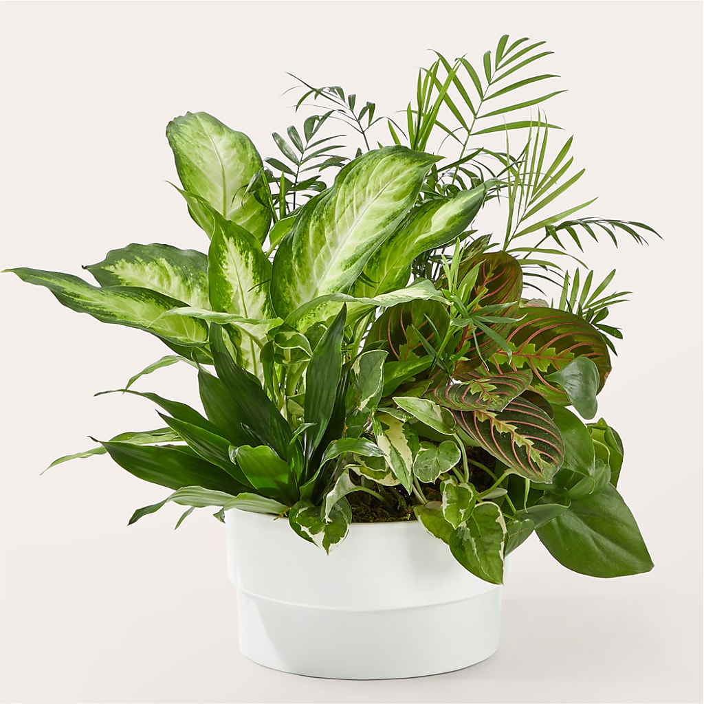 Radiating Positivity Dishgarden – MC MAHON'S HOUSE OF FLOWERS INC, Kingston ON