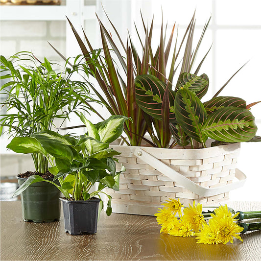 Florist Designed Blooming and Green Plants in a Basket – MC MAHON'S HOUSE OF FLOWERS INC, Kingston ON