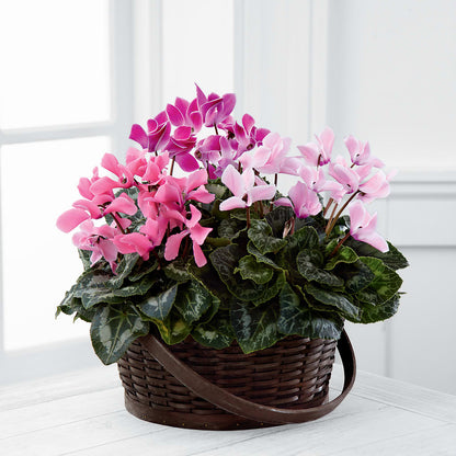 Mixed Cyclamen Planter – MC MAHON'S HOUSE OF FLOWERS INC, Kingston ON