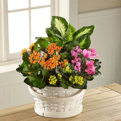 Color Crush Dishgarden – MC MAHON'S HOUSE OF FLOWERS INC, Kingston ON