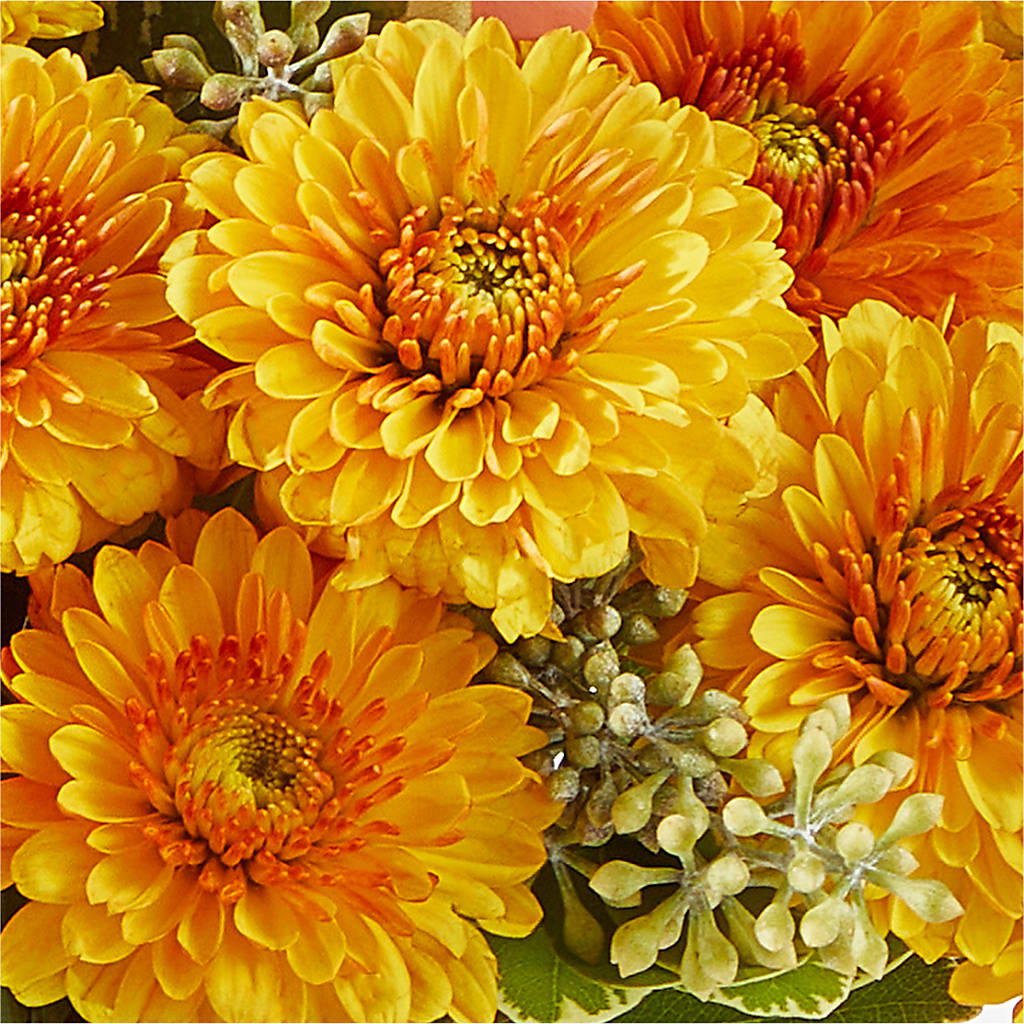 Peachy Pumpkin – MC MAHON'S HOUSE OF FLOWERS INC, Kingston ON