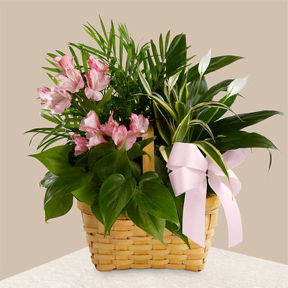 Living Spirit Dishgarden – MC MAHON'S HOUSE OF FLOWERS INC, Kingston ON