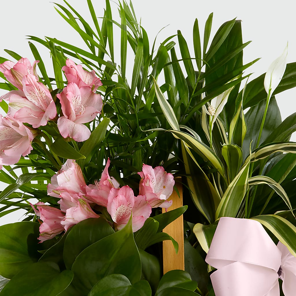 Living Spirit Dishgarden – MC MAHON'S HOUSE OF FLOWERS INC, Kingston ON