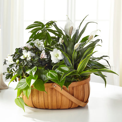 Serene Dishgarden – MC MAHON'S HOUSE OF FLOWERS INC, Kingston ON