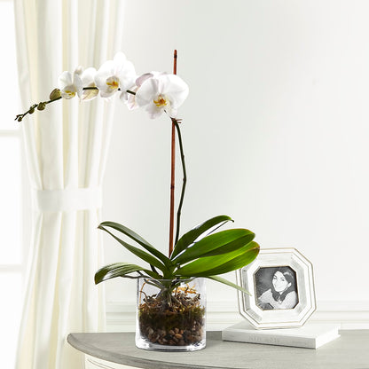 White Orchid Planter – MC MAHON'S HOUSE OF FLOWERS INC, Kingston ON