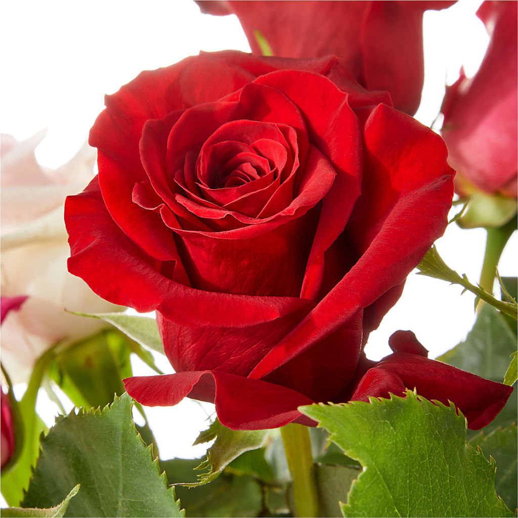 Love Notes Rose Bouquet – MC MAHON'S HOUSE OF FLOWERS INC, Kingston ON